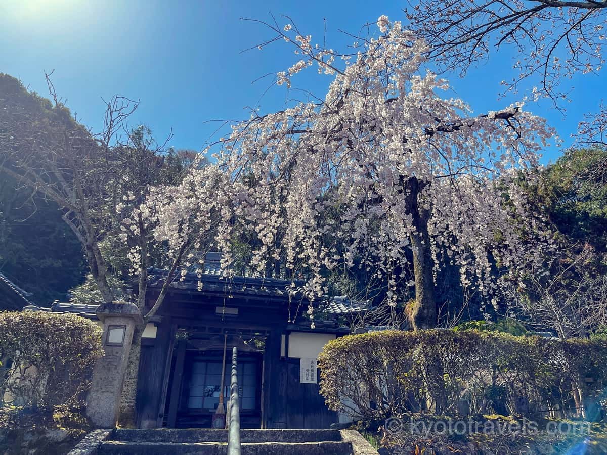 岩屋寺の門と枝垂れ桜