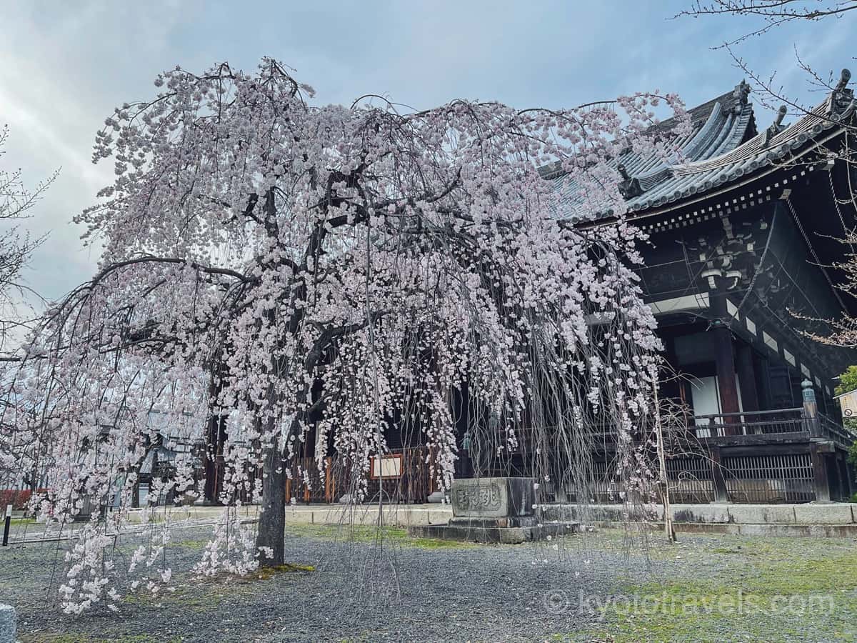 立本寺の枝垂れ桜