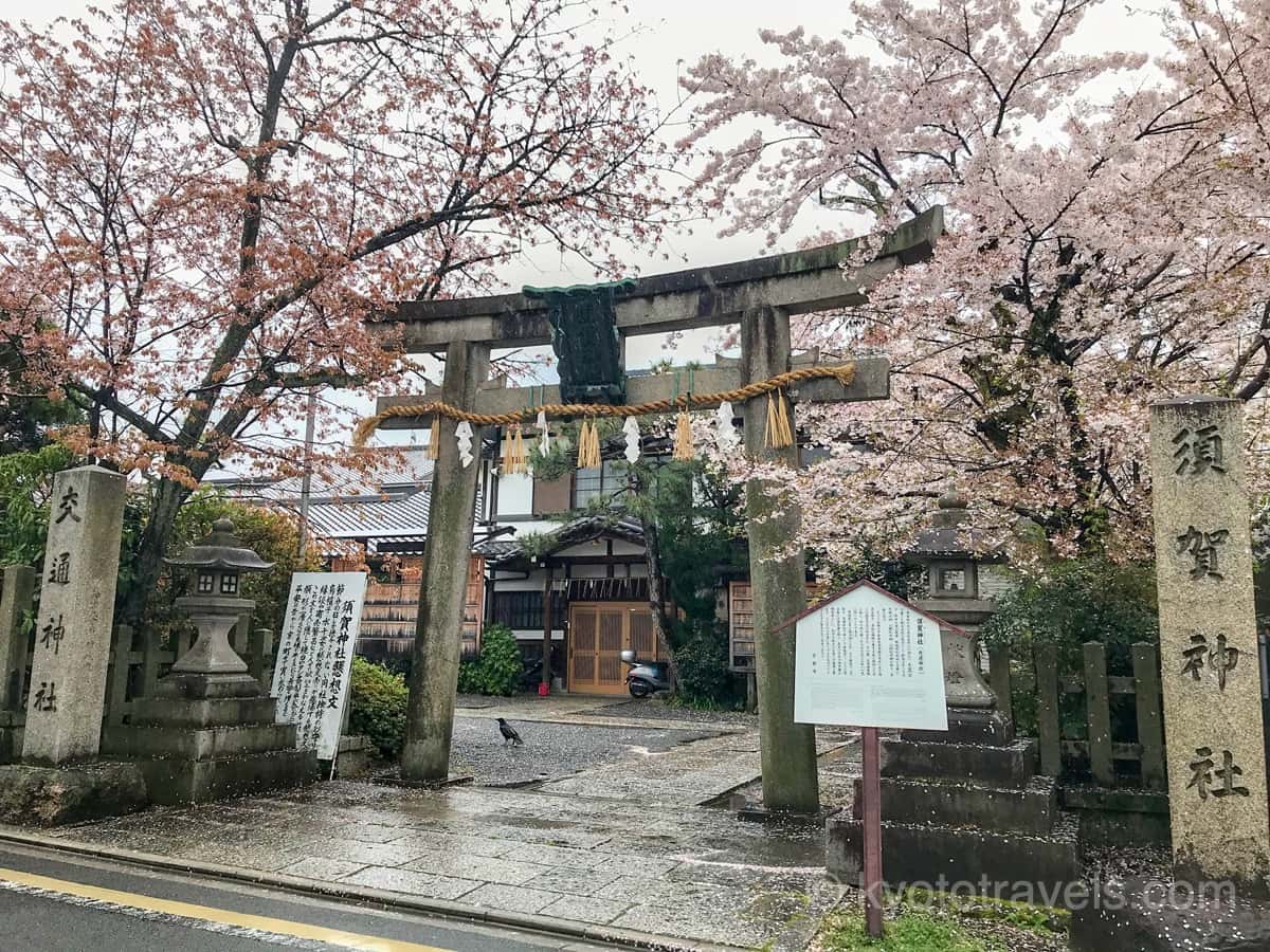 須賀神社・交通神社の鳥居と桜