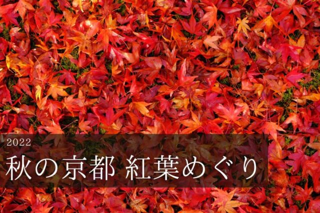 秋の京都　散り紅葉の画像