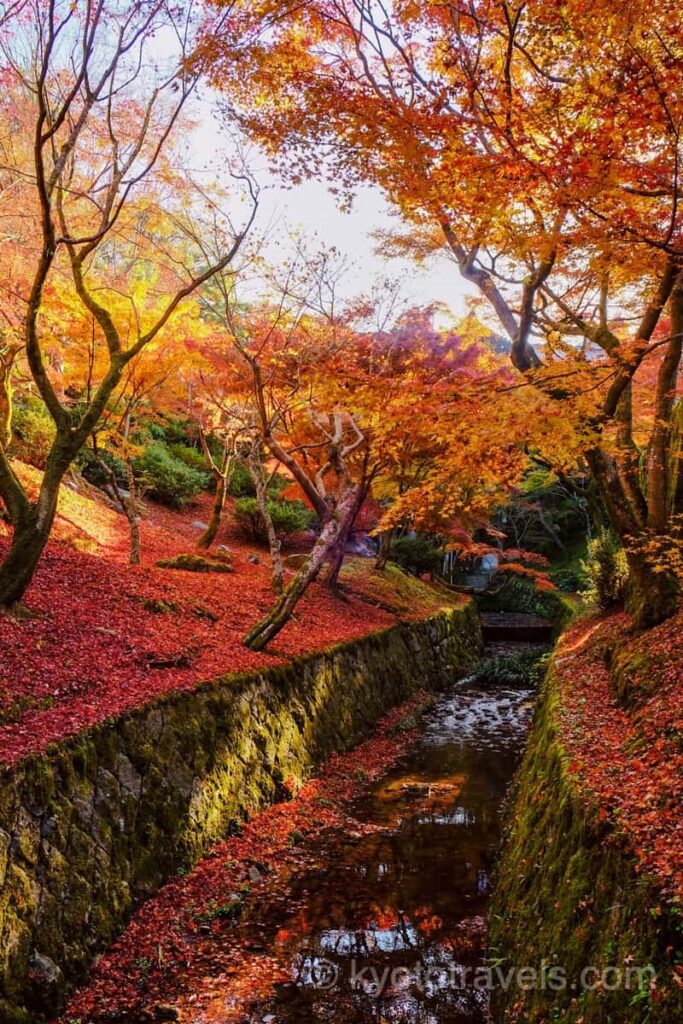 東福寺 洗玉澗の紅葉
