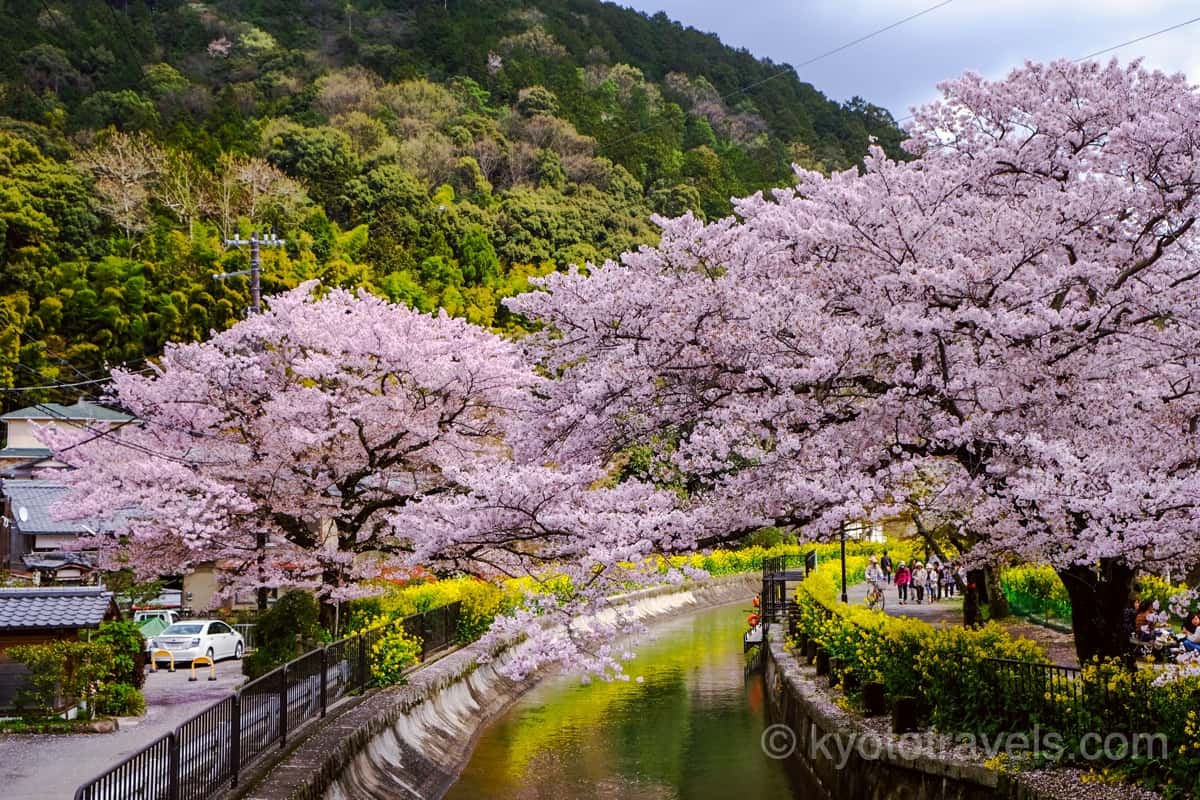 毘沙門堂 琵琶湖疏水の桜と菜の花