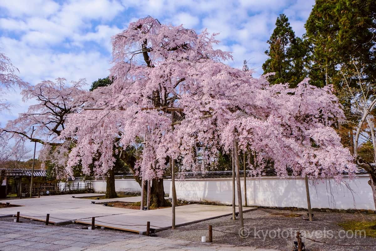 醍醐寺 三宝院の枝垂れ桜