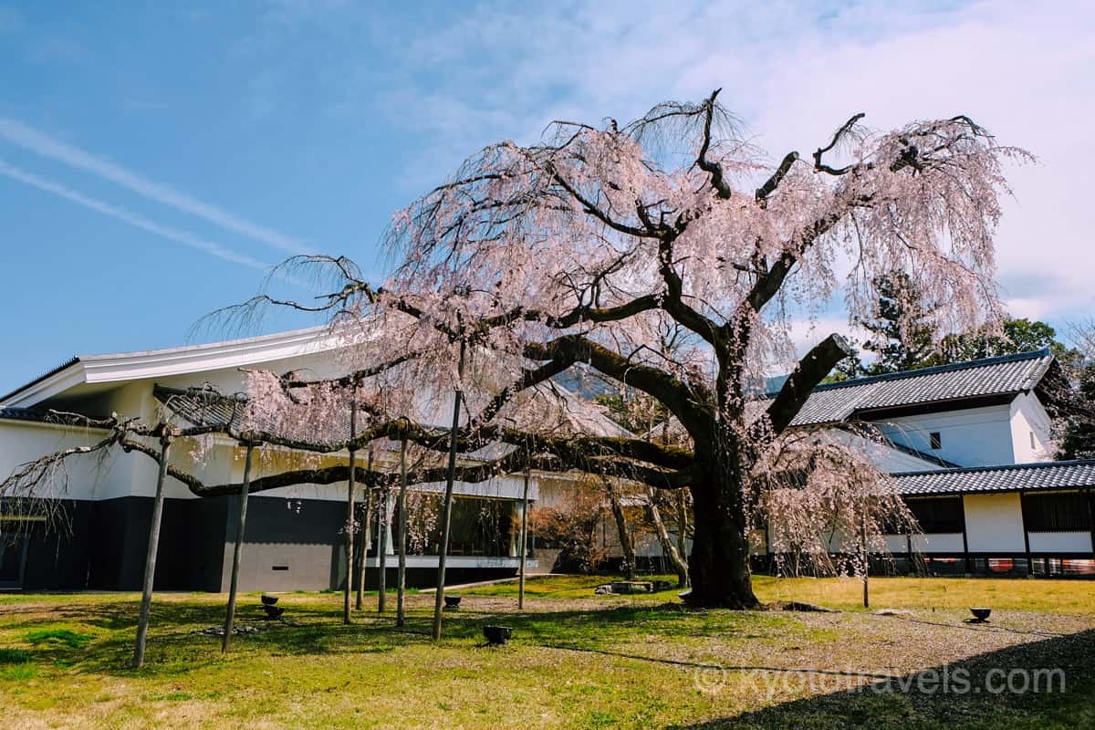 醍醐寺 宝物館の枝垂れ桜