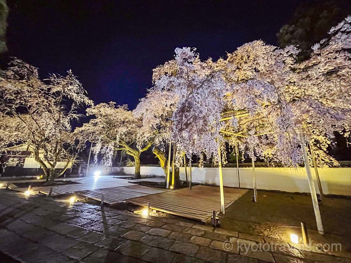 醍醐寺 三宝院の枝垂れ桜 ライトアップ