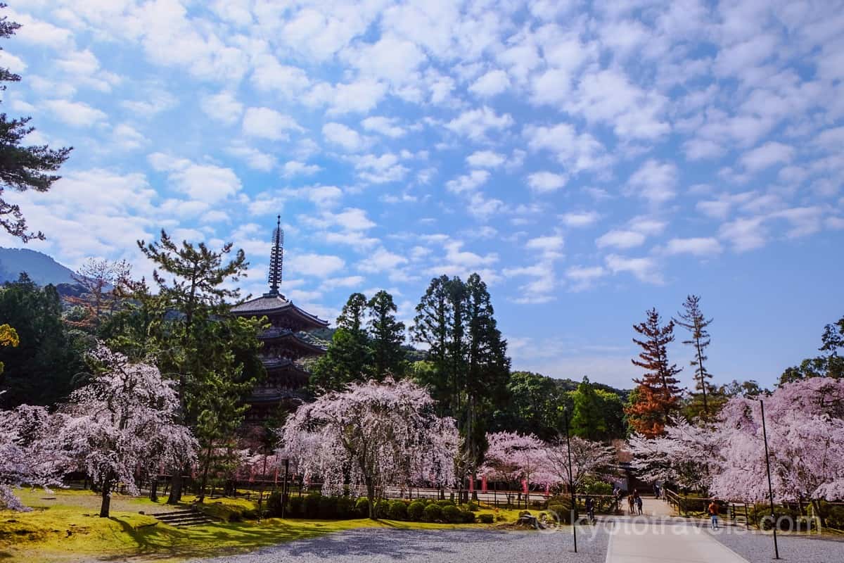 醍醐寺 五重塔と枝垂れ桜