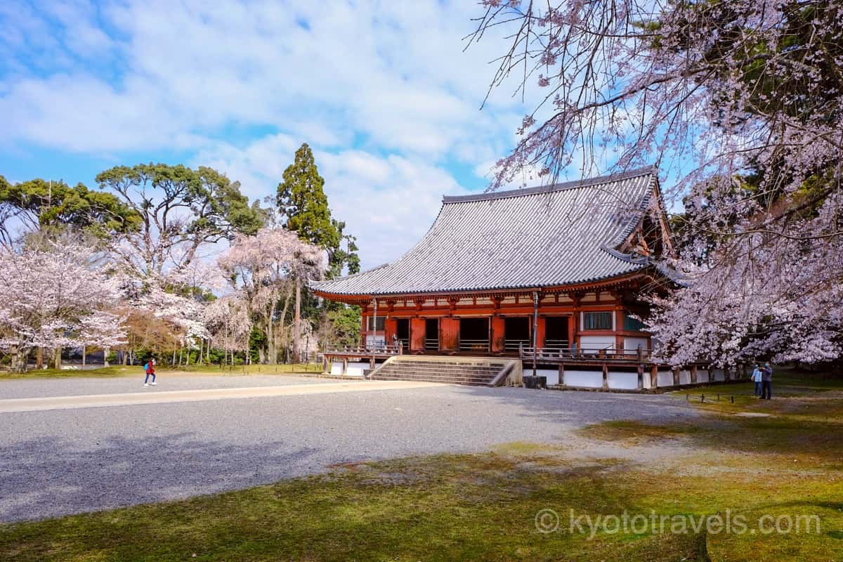 醍醐寺 金堂と桜
