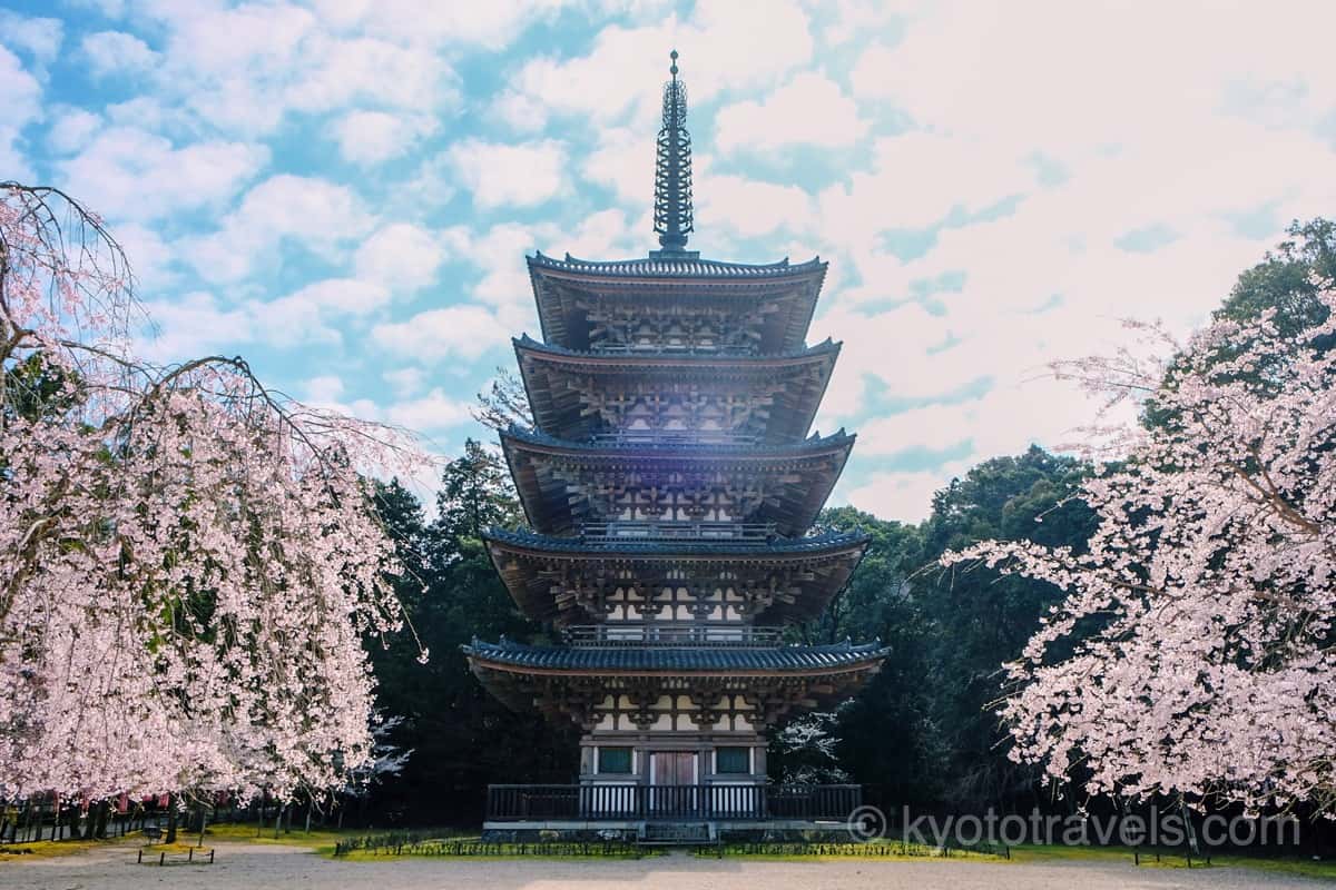 醍醐寺 五重塔と桜