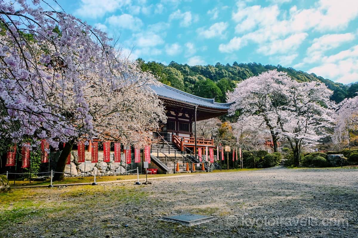 醍醐寺 観音堂と枝垂れ桜