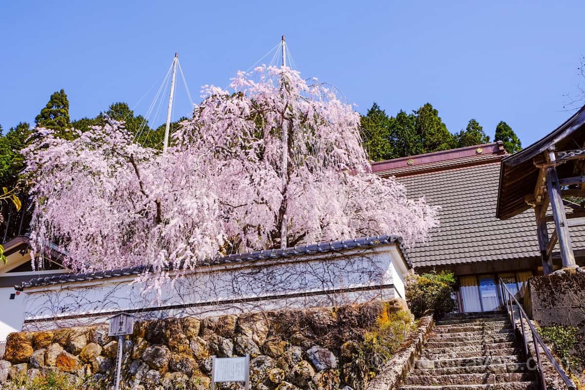 福徳寺 かすみ桜