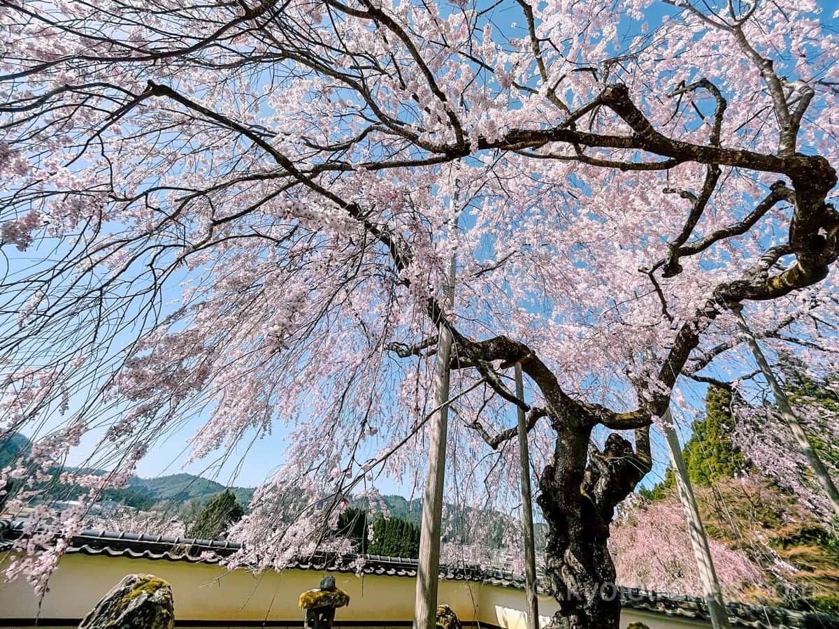 福徳寺 かすみ桜