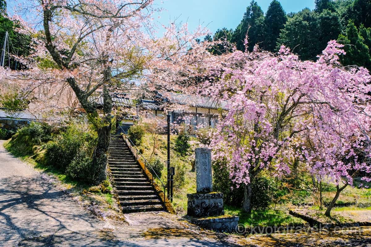 福徳寺 参道の紅枝垂れ桜