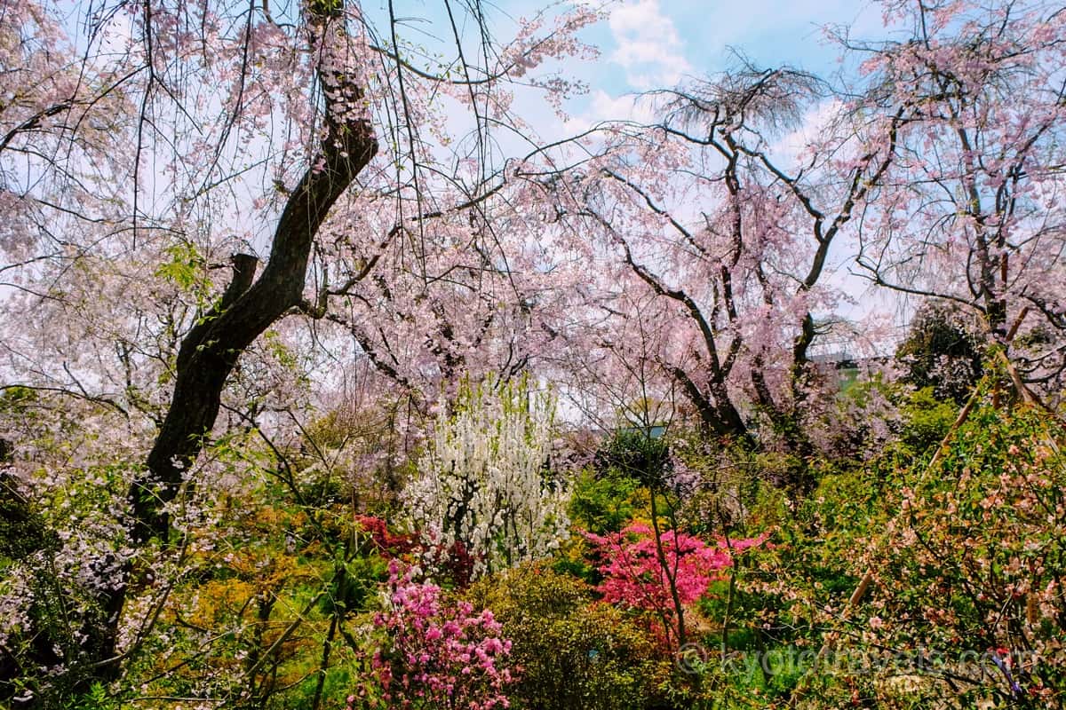 原谷苑の枝垂れ桜
