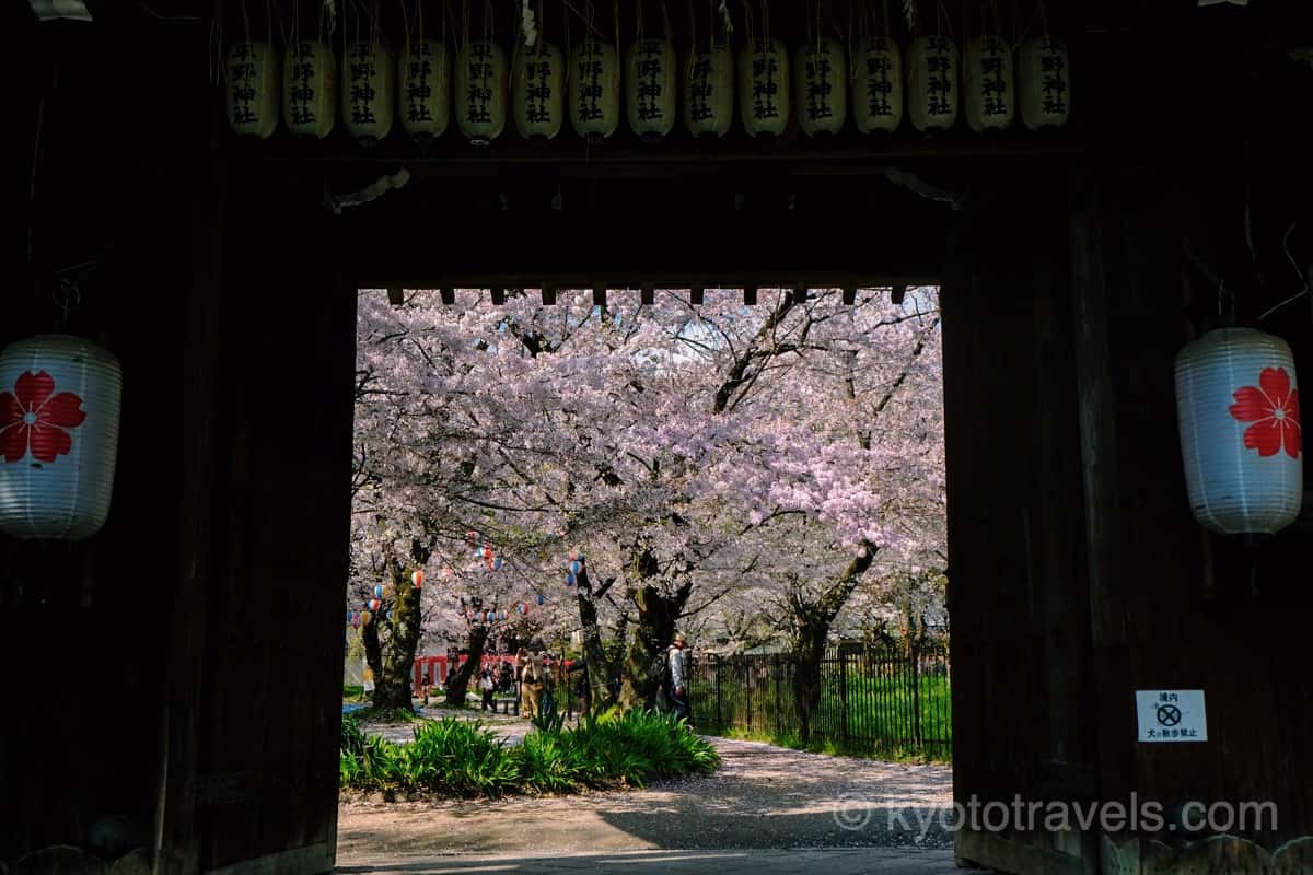 平野神社 門と桜