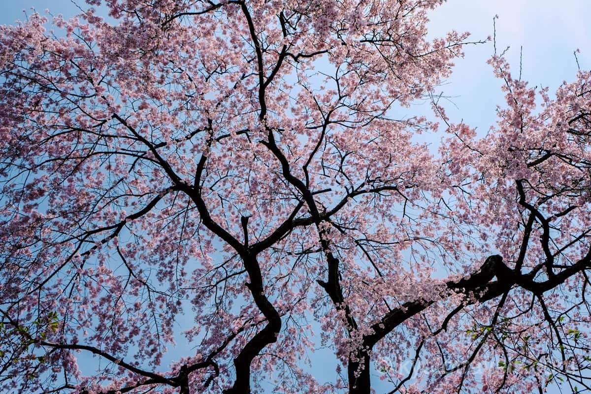 平野神社 枝垂れ桜