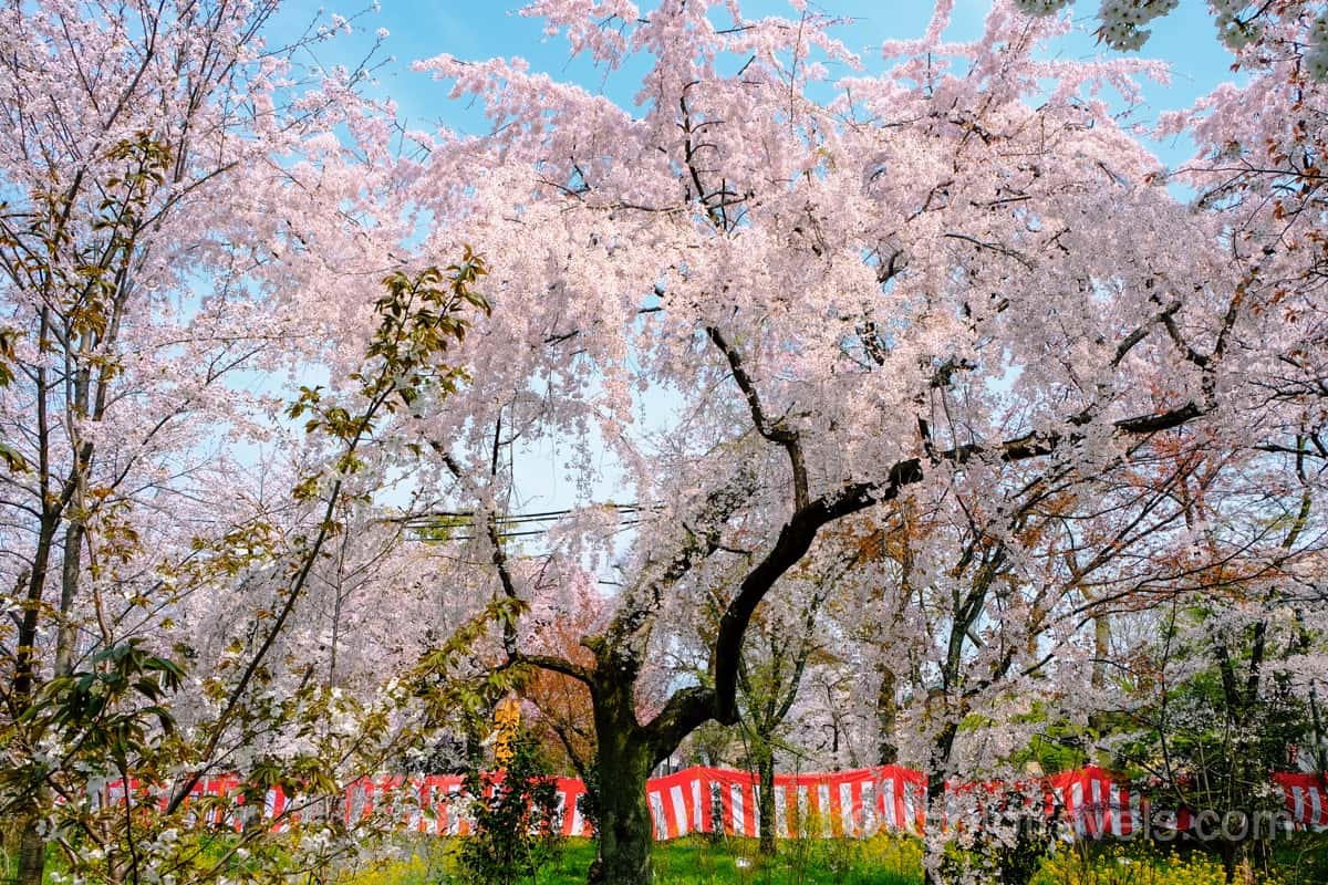 平野神社 さくら苑の枝垂れ桜