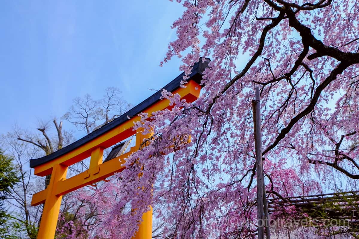 平野神社 鳥居と枝垂れ桜