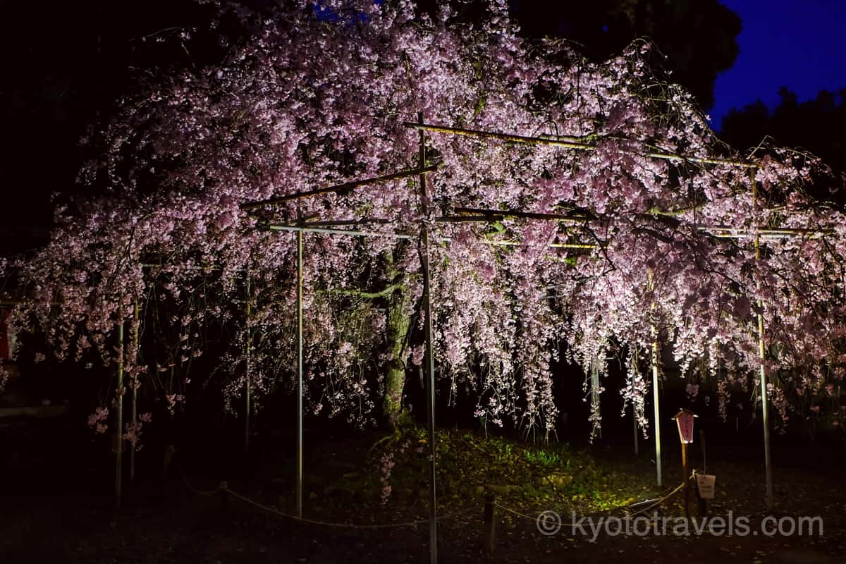 平野神社 枝垂れ桜のライトアップ