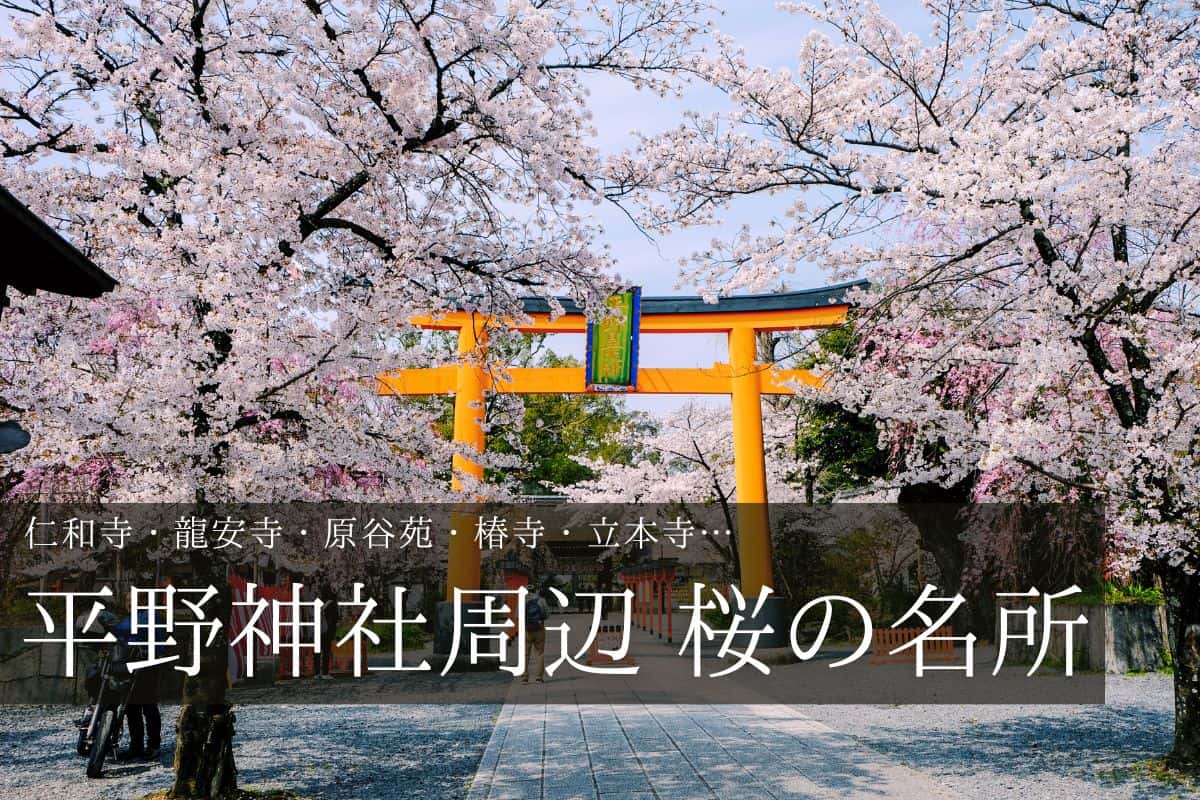 平野神社 鳥居とソメイヨシノ