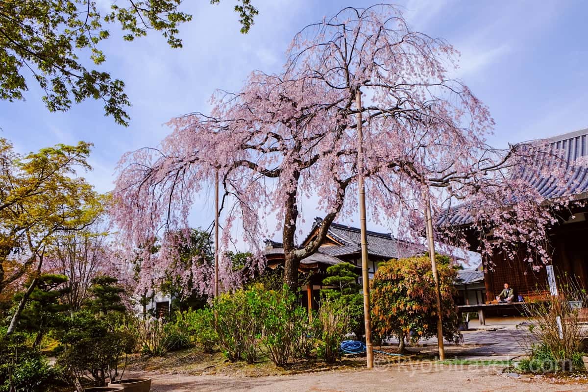 法金剛院の枝垂れ桜