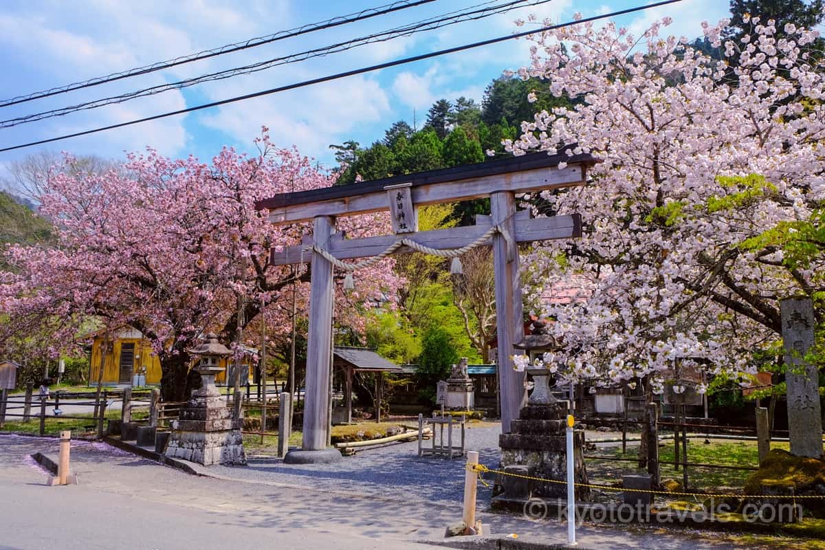 春日神社の鳥居と黒田の百年桜