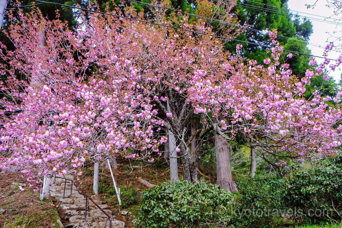 美山かやぶきの里 八重桜