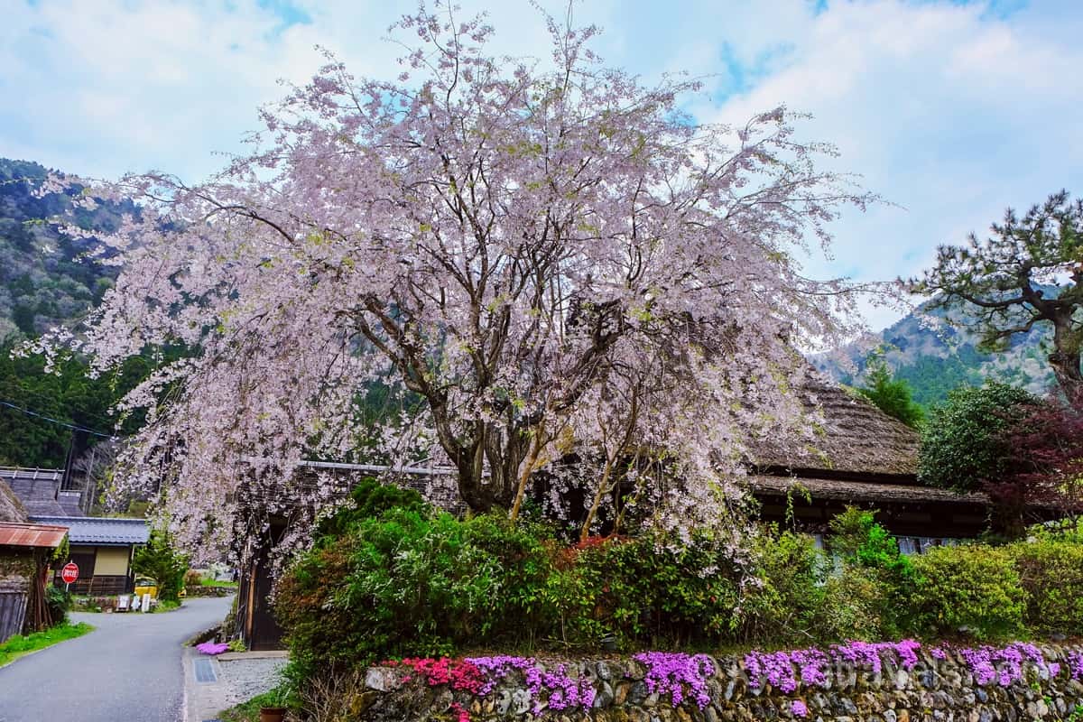 美山かやぶきの里 枝垂れ桜