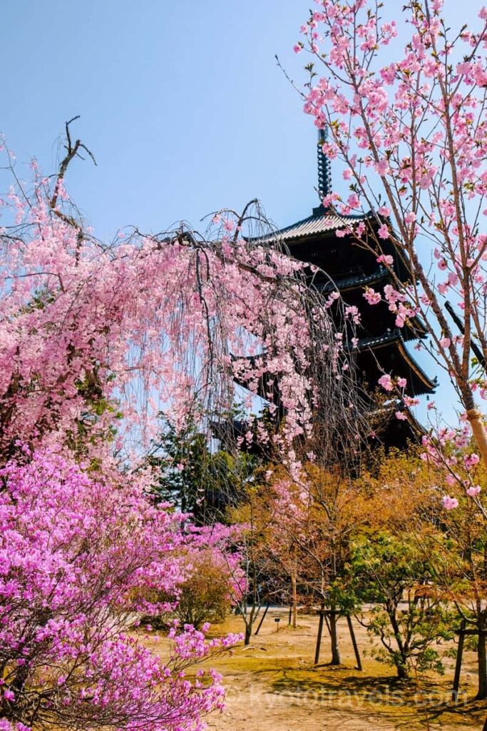 仁和寺 ミツバツツジ、枝垂れ桜と五重塔