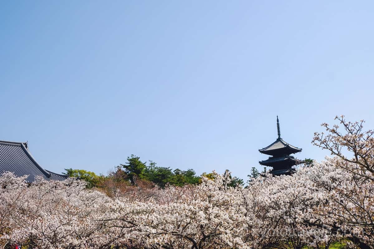 仁和寺 御室桜と五重塔