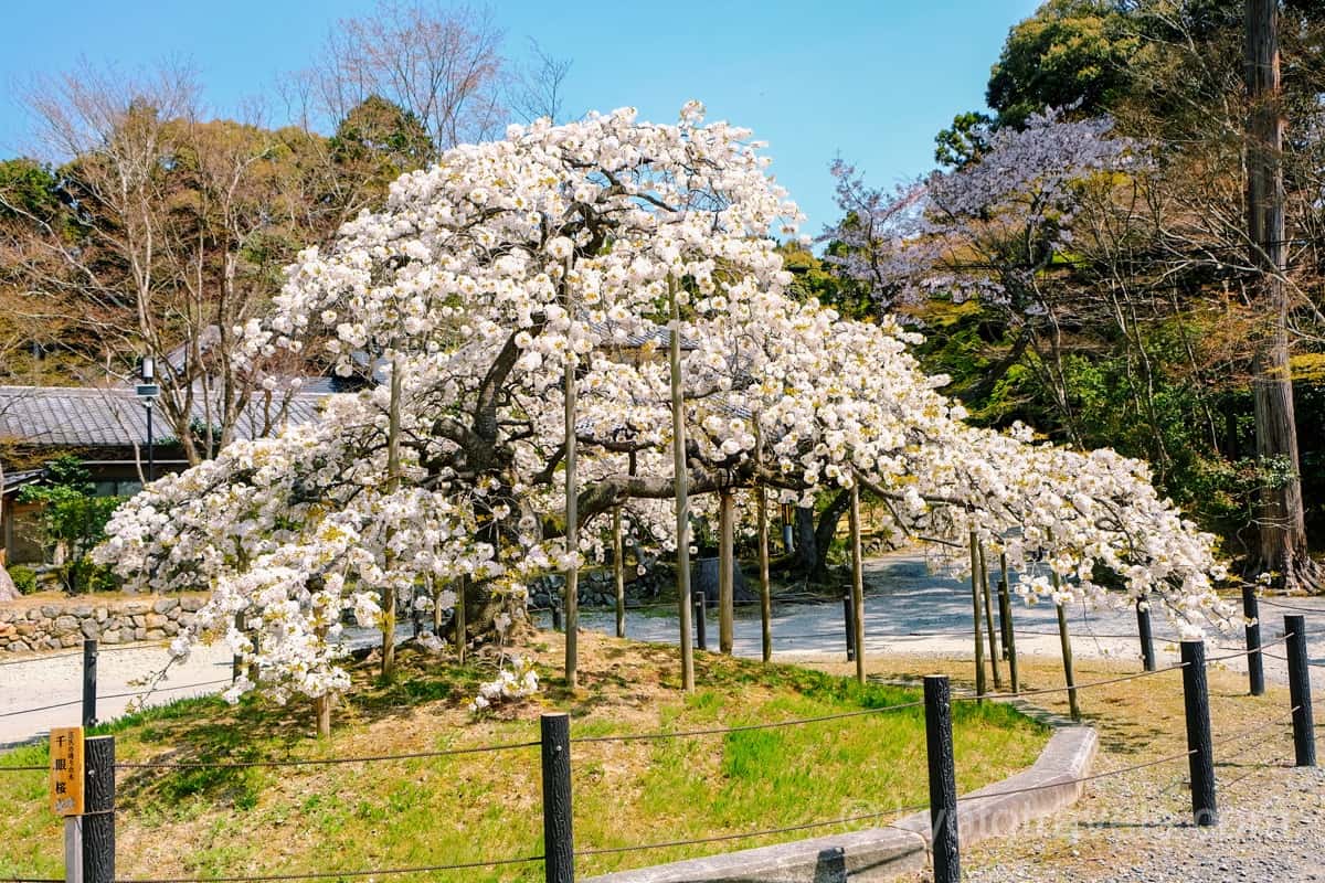 大原野神社の千目桜