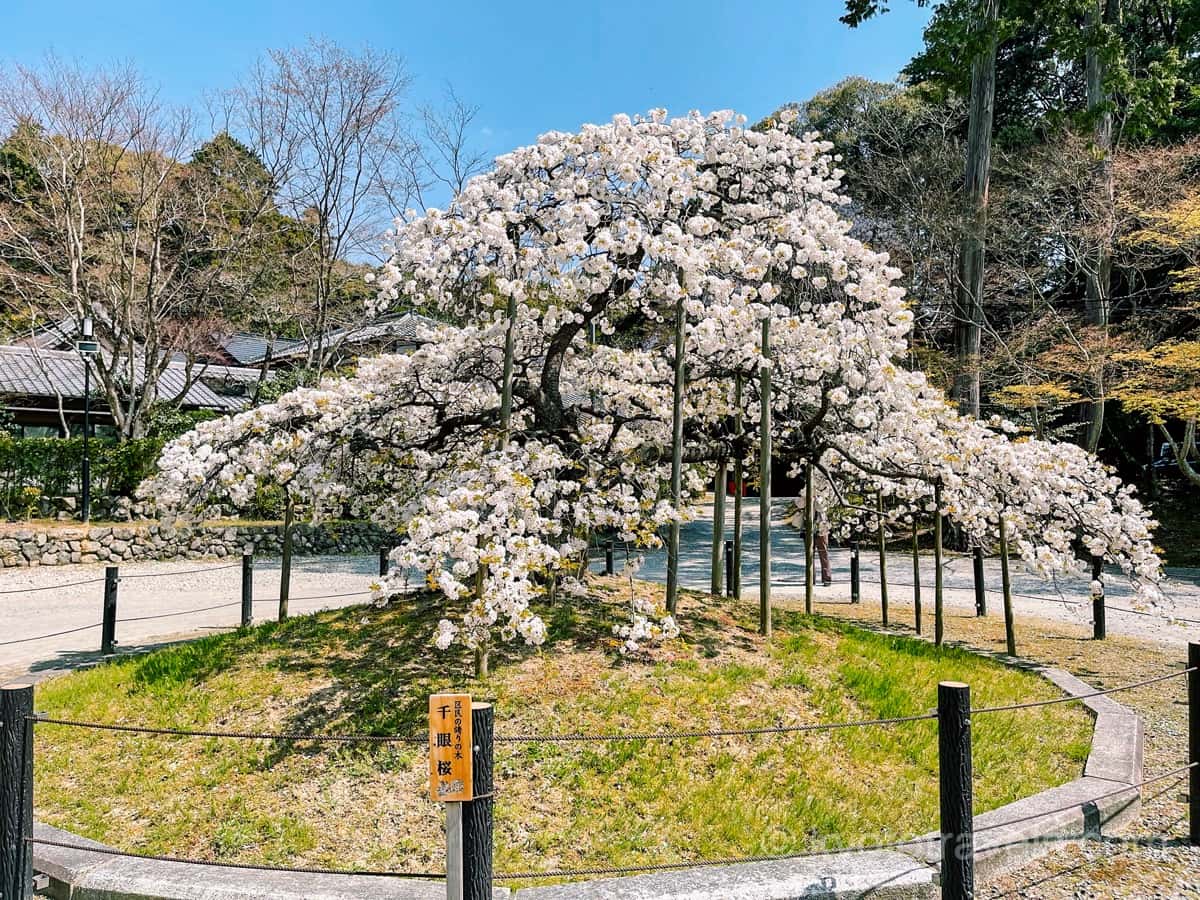 大原野神社の千目桜