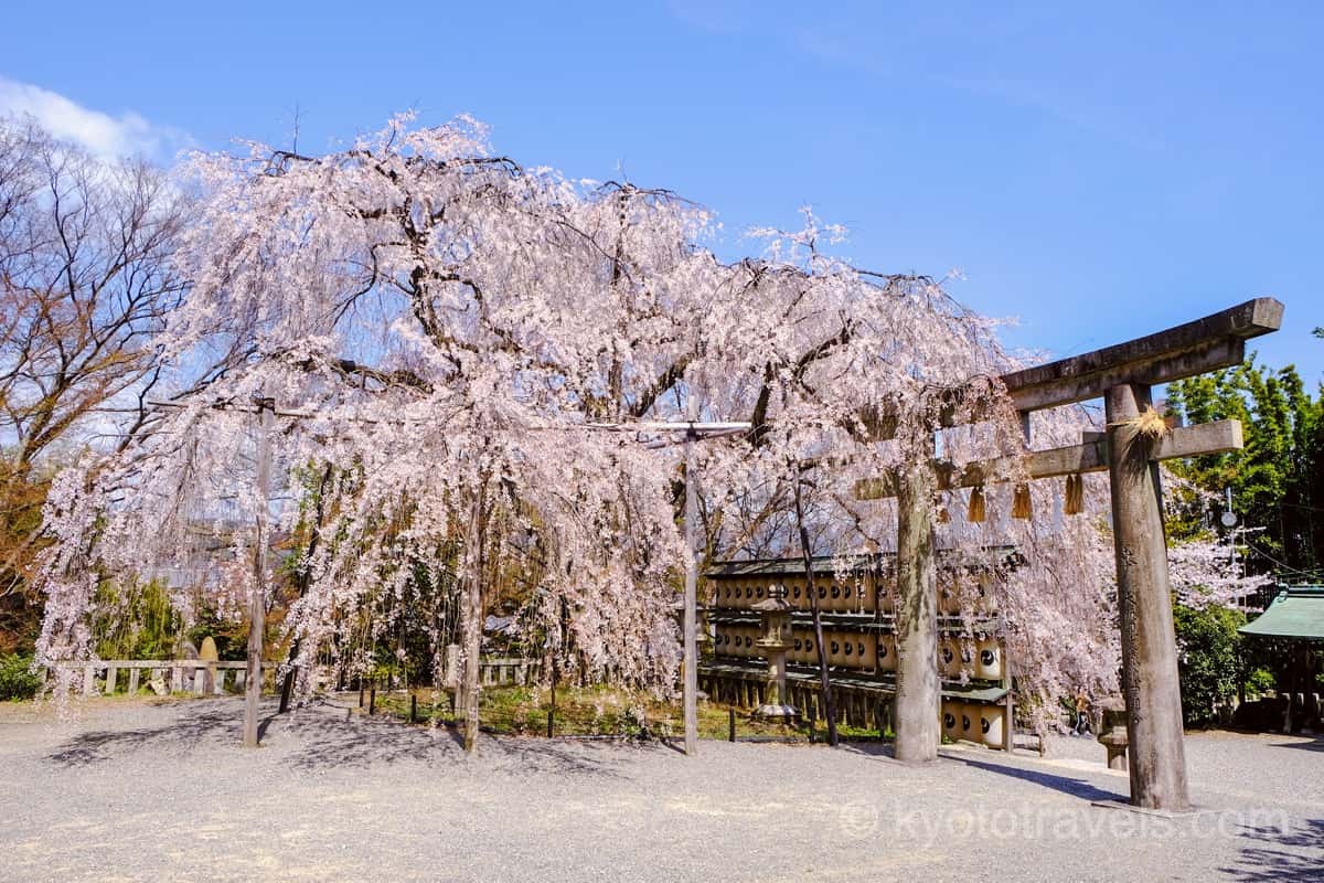 大石神社 枝垂れ桜と鳥居
