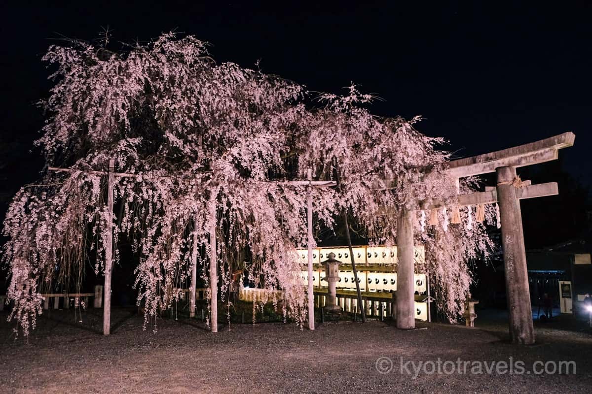 大石神社 鳥居と枝垂れ桜ライトアップ