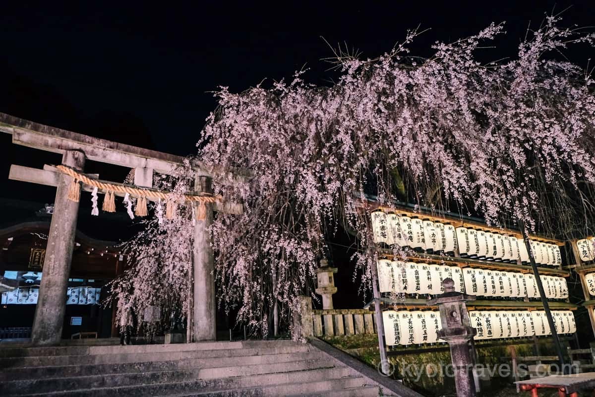 大石神社 鳥居と枝垂れ桜ライトアップ