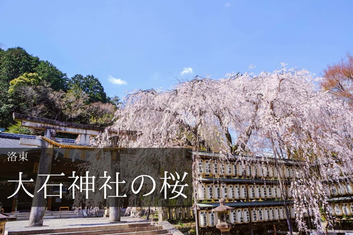 大石神社 鳥居と枝垂れ桜