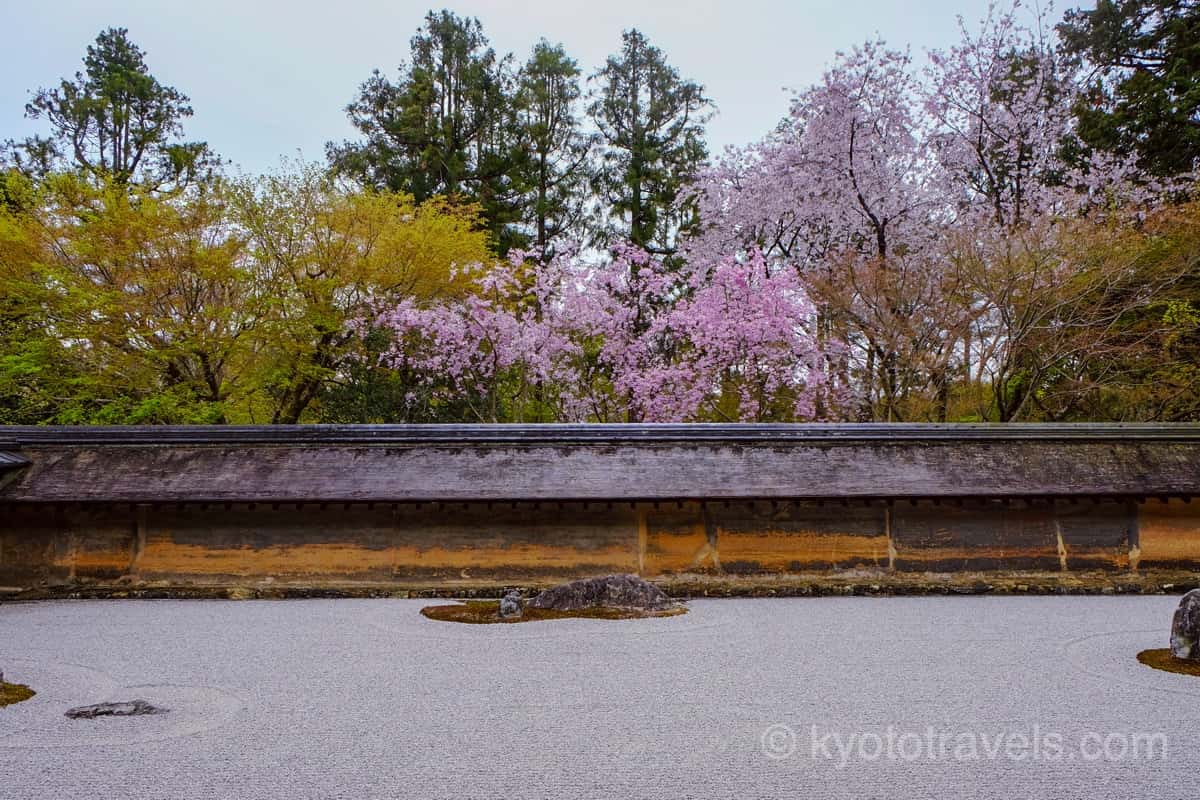 龍安寺 枯山水庭園と桜