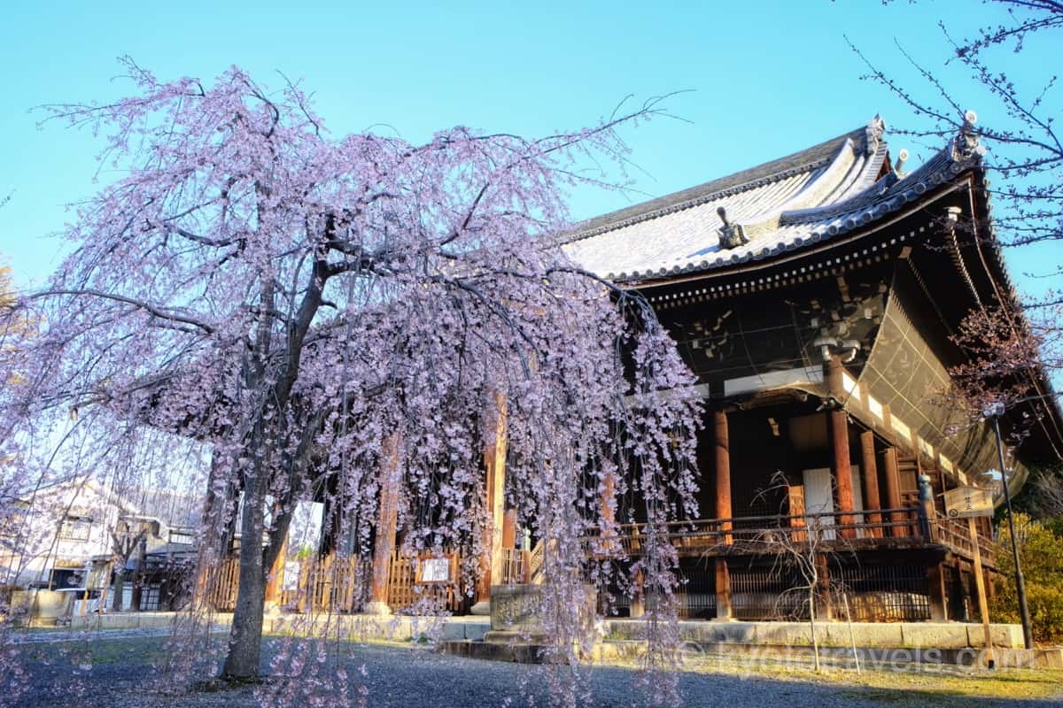 立本寺 本堂と枝垂れ桜