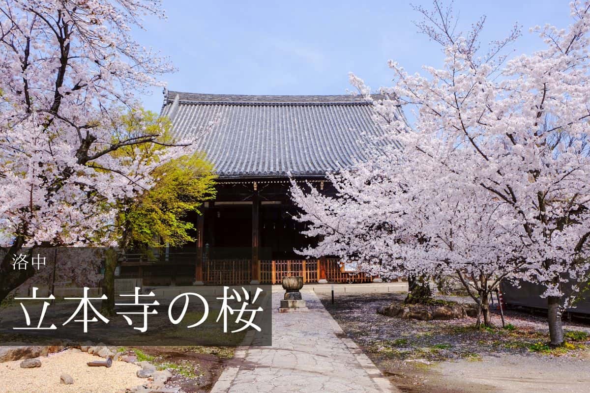 立本寺 本堂とソメイヨシノ