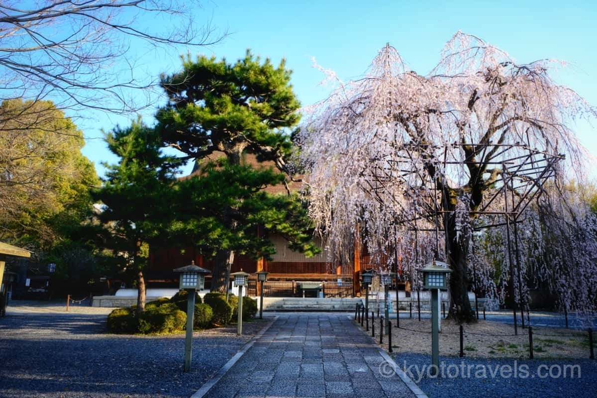 千本釈迦堂 本堂とおかめ桜