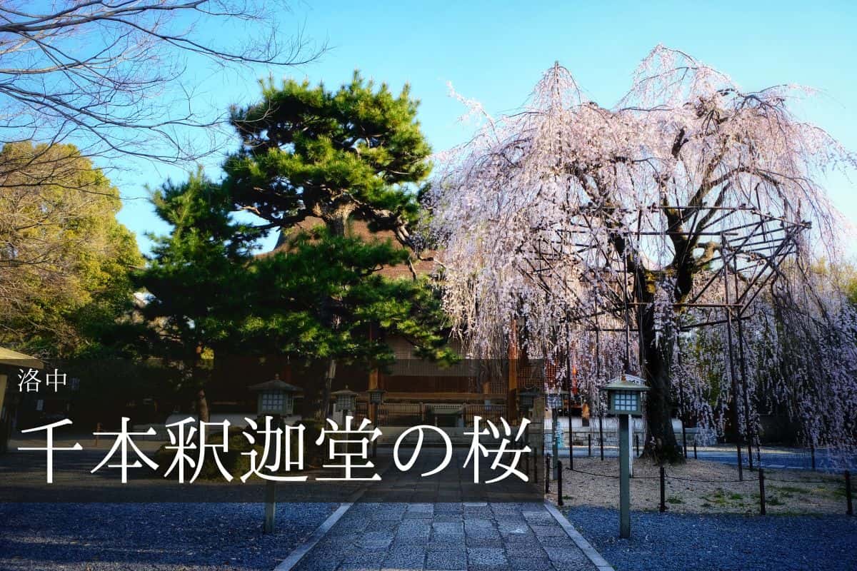 千本釈迦堂 本堂とおかめ桜