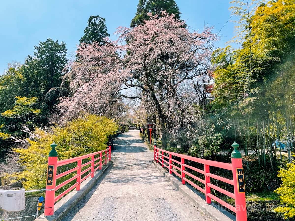 正法寺 極楽橋の枝垂れ桜