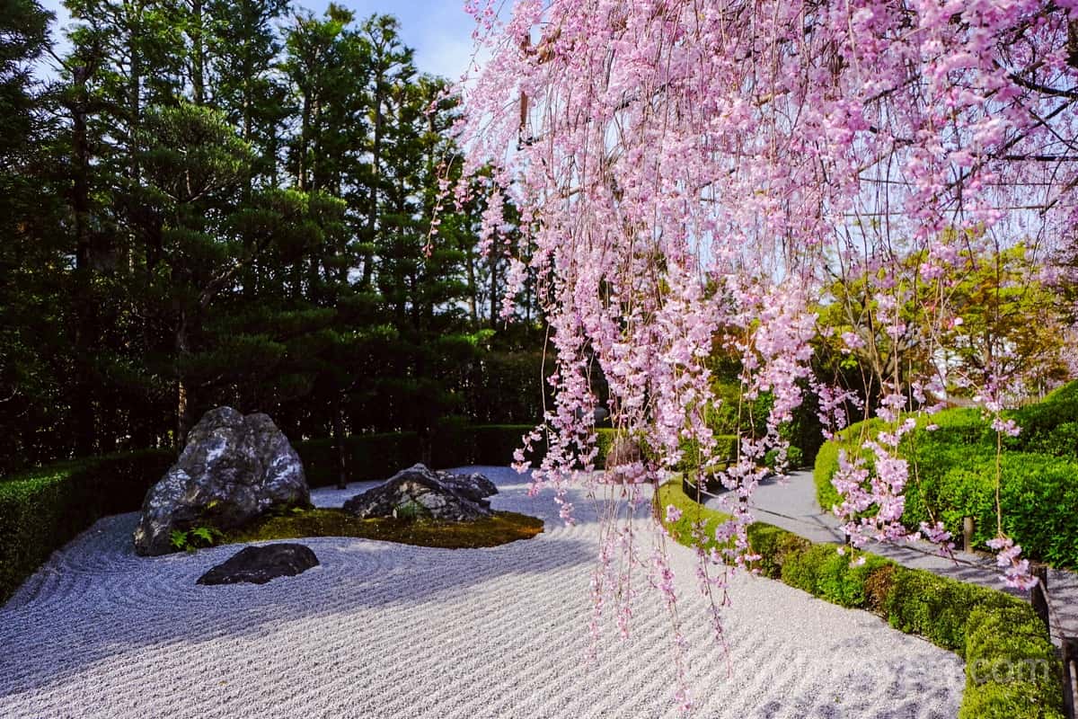 退蔵院の紅枝垂れ桜と庭園