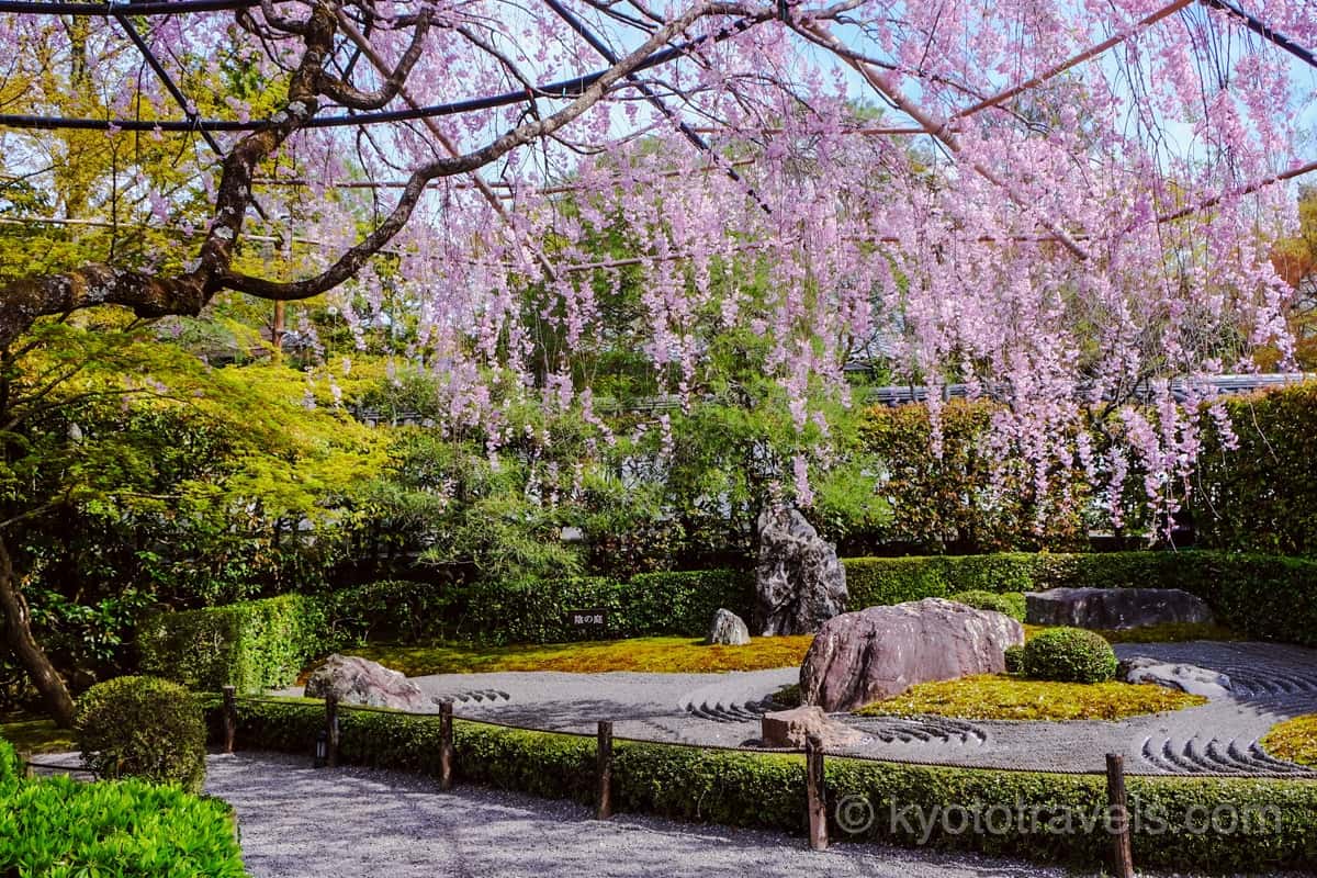 退蔵院の紅枝垂れ桜と庭園