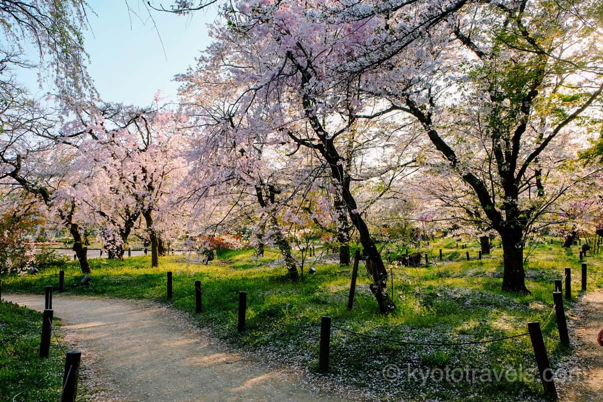 府立植物園の桜苑