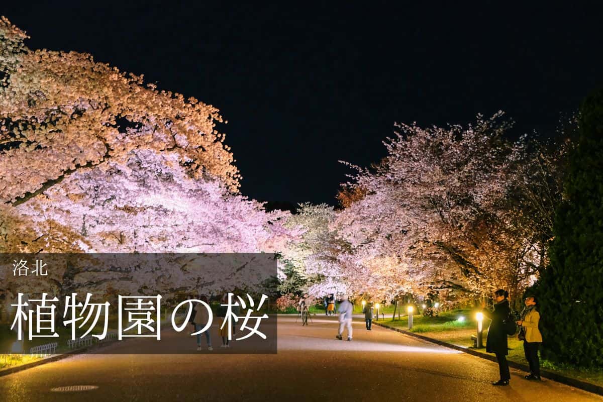 府立植物園 桜ライトアップ