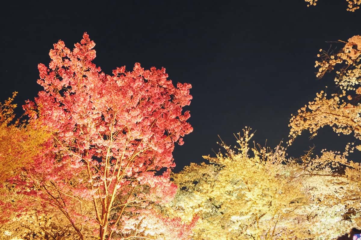 府立植物園 桜ライトアップ