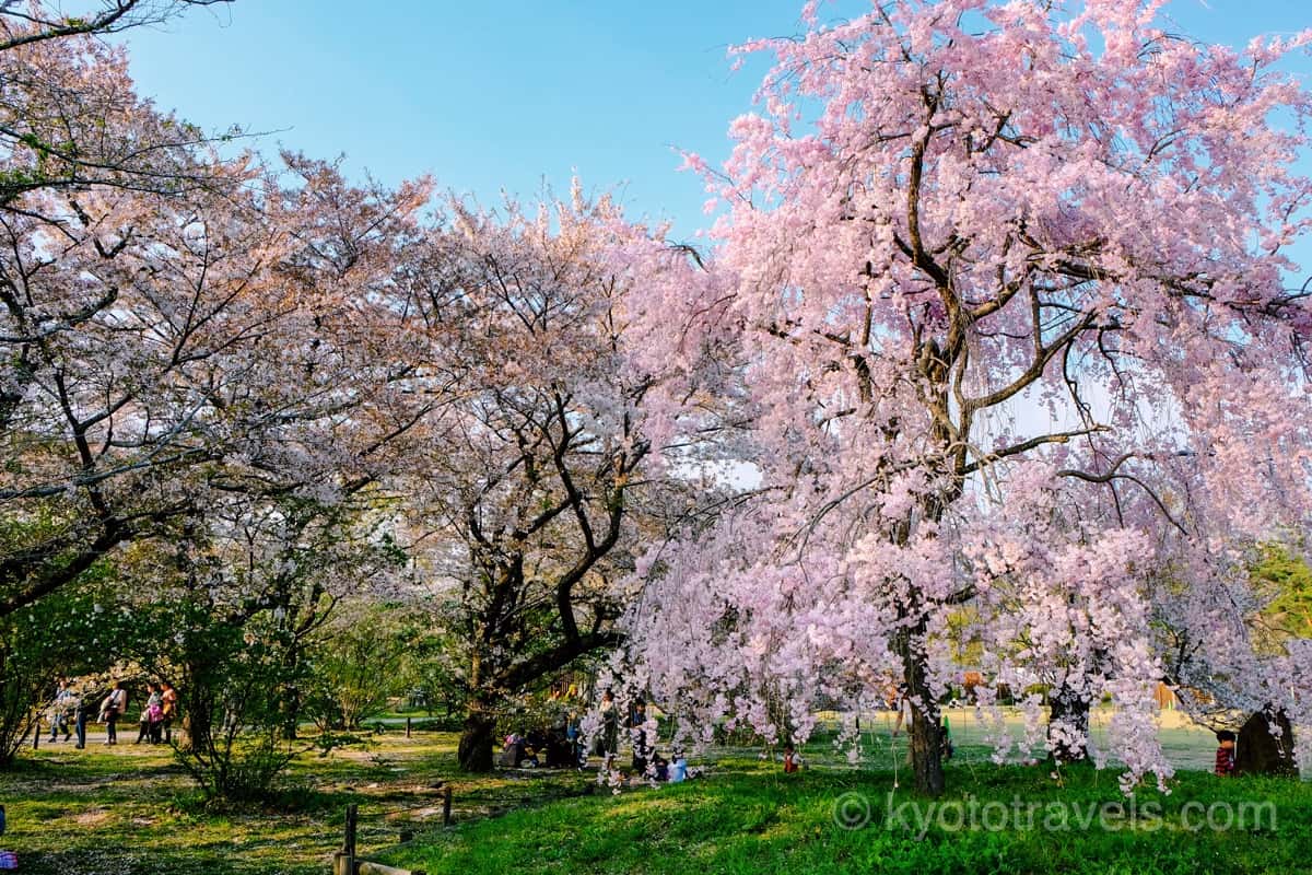 府立植物園の桜苑