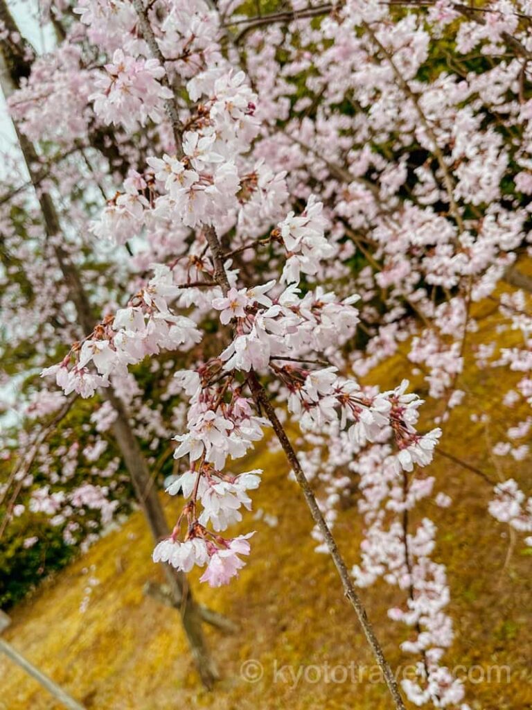 知恩院 友禅苑の枝垂れ桜