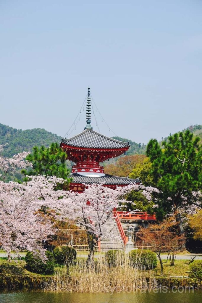 大覚寺 心経宝塔と桜