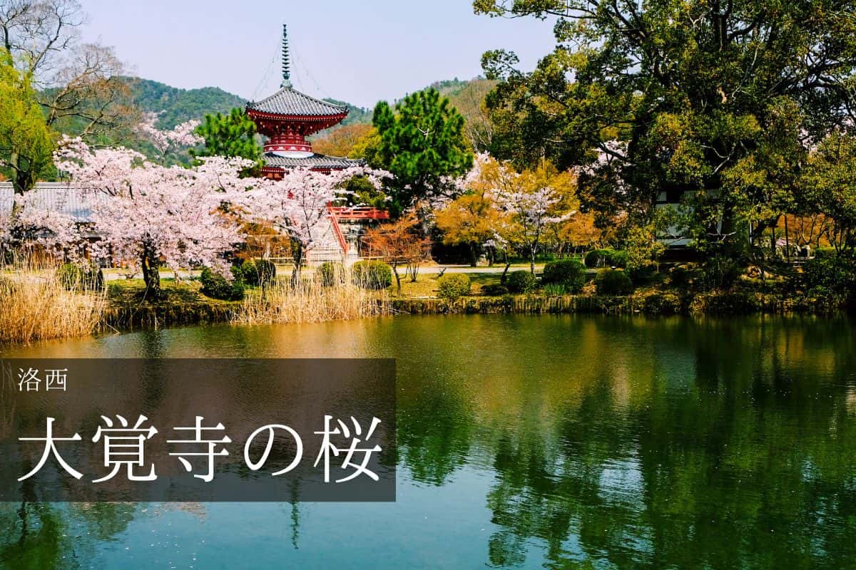 大覚寺 心経宝塔と桜